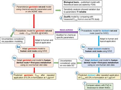 Development and validation of PBPK models for genistein and daidzein for use in a next-generation risk assessment